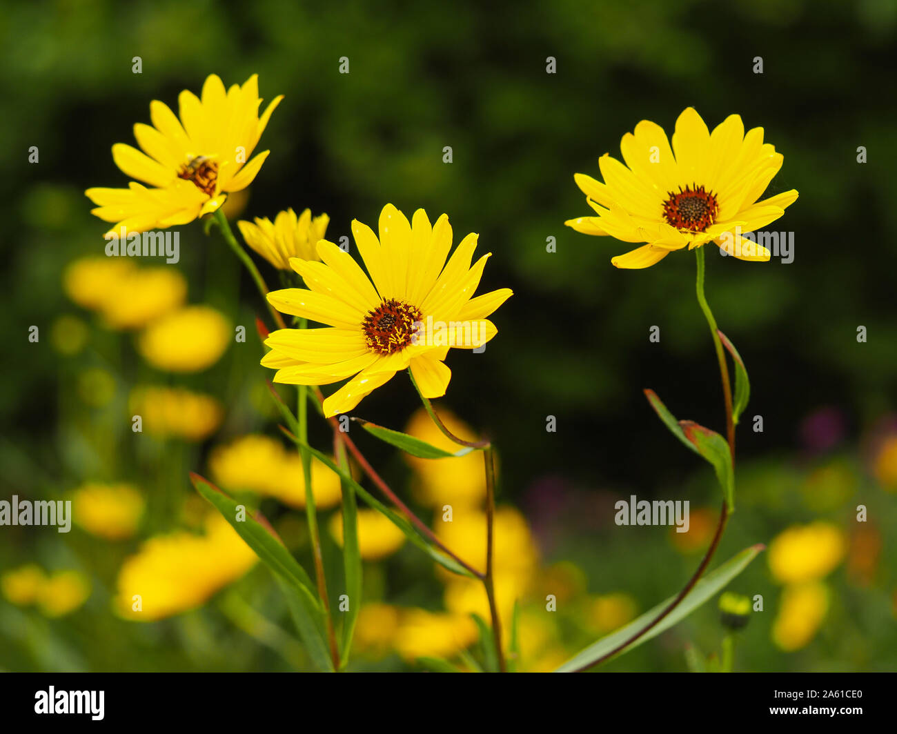 Narrow bright leaves hi-res stock photography and images - Alamy