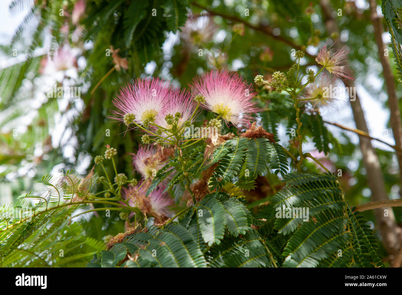 Closeup of flowers of a Persian Silk or Pink Siris tree (Albizia julibrissin) outside Brockley overground station, London SE4 Stock Photo