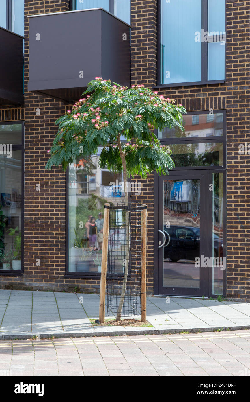 Persian Silk Tree outside Brockley overground station, London SE4 Stock Photo
