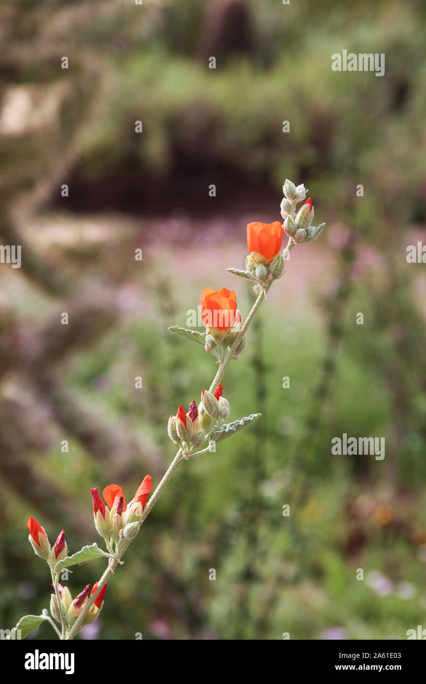 Close up of a single, flowering branch of a geranium, with orange flowers and buds, in the spring, in Arizona, USA Stock Photo