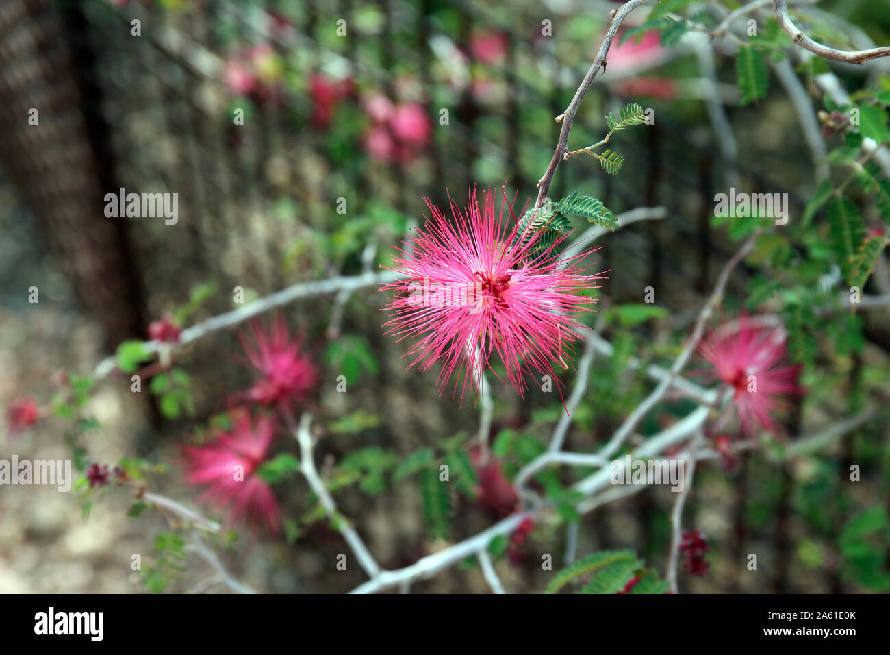 Close up of a flowering branch from a Calliandra eriophylla (Powderpuff ...