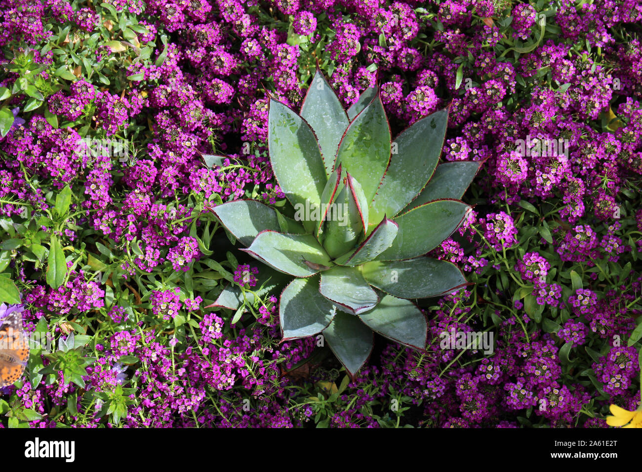 Purple Flowers Of Sweet Alyssum High Resolution Stock Photography and ...