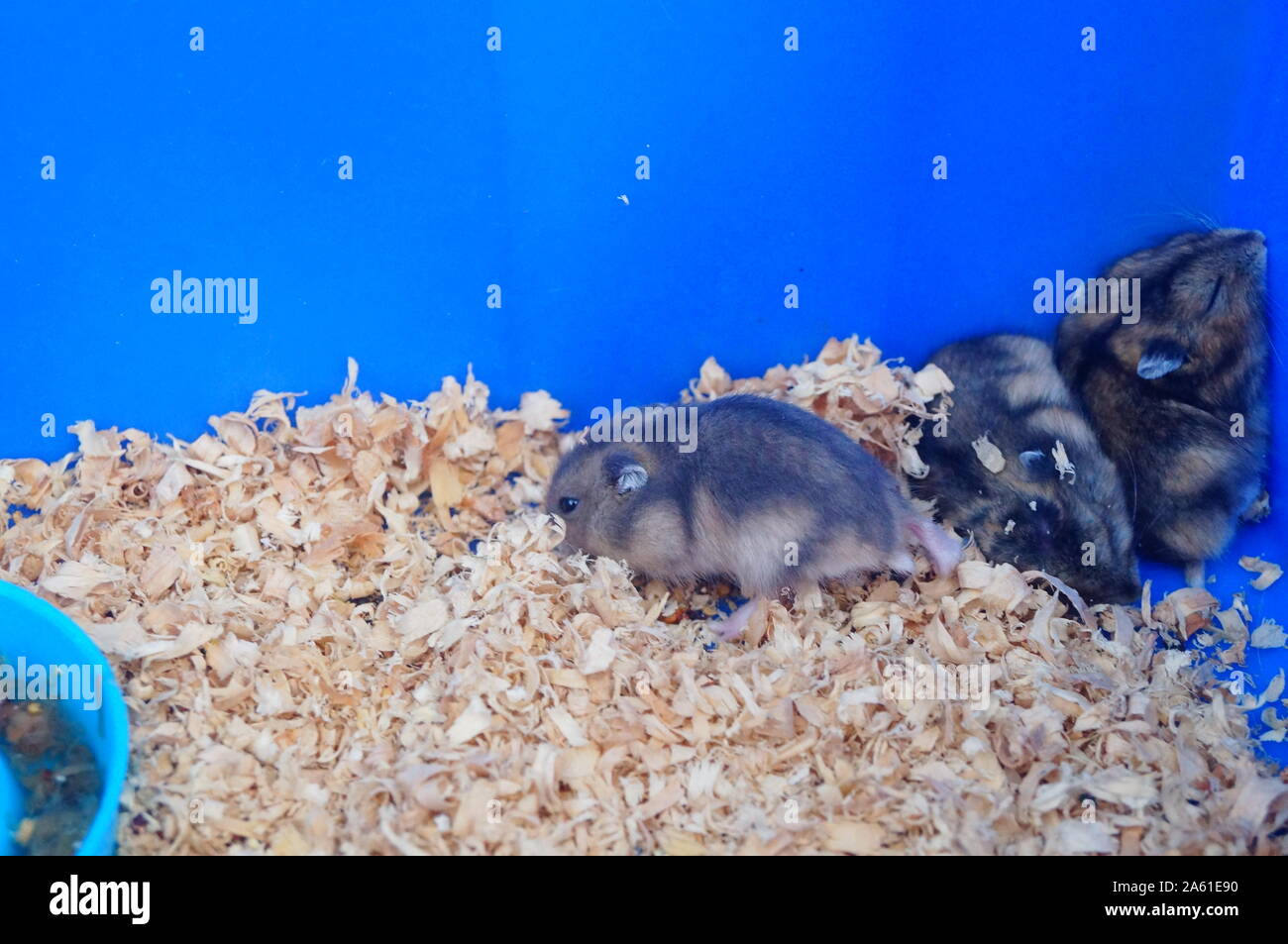 Hamsters Hi Res Stock Photography And Images Page 3 Alamy