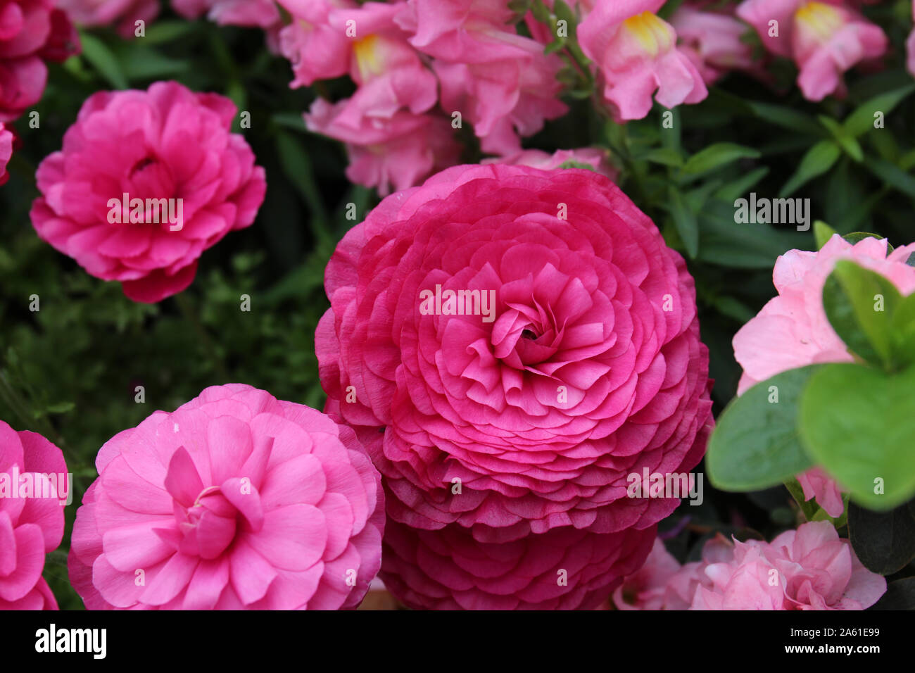 A Beautiful Flower Bed Filled With Pink Ranunculus And Pink Snapdragon Flowers In Full Bloom Stock Photo Alamy