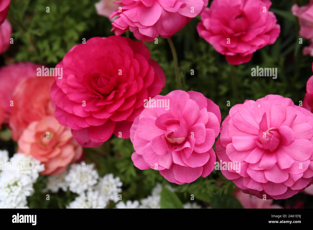 A beautiful flower bed filled with pink and peach Ranunculus and white Candytuft flowers in full bloom Stock Photo