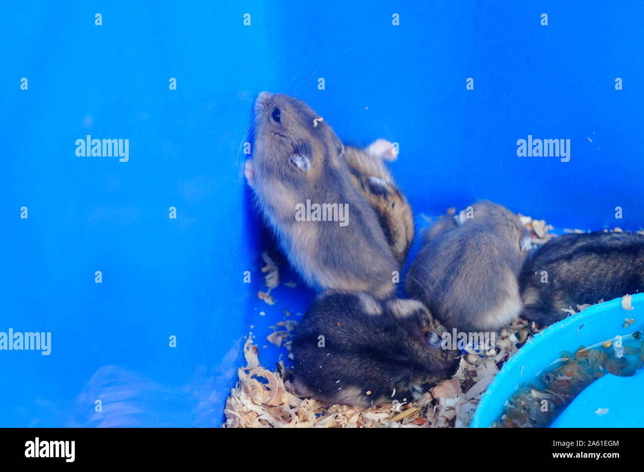 A litter of hamsters, sleeping or moving, so cute Stock Photo Alamy