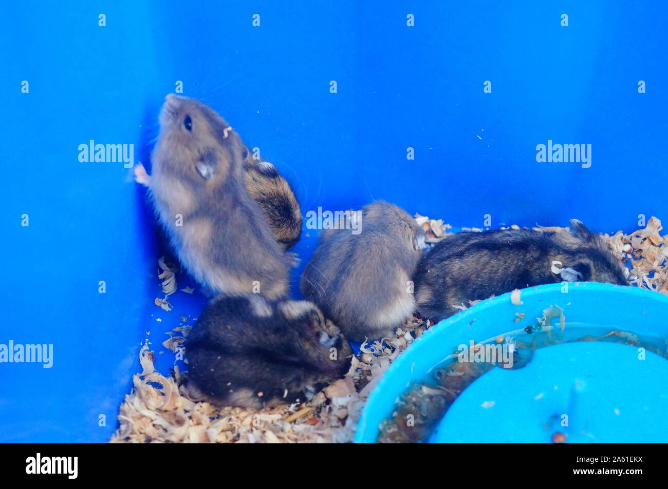 A litter of hamsters, sleeping or moving, so cute Stock Photo Alamy