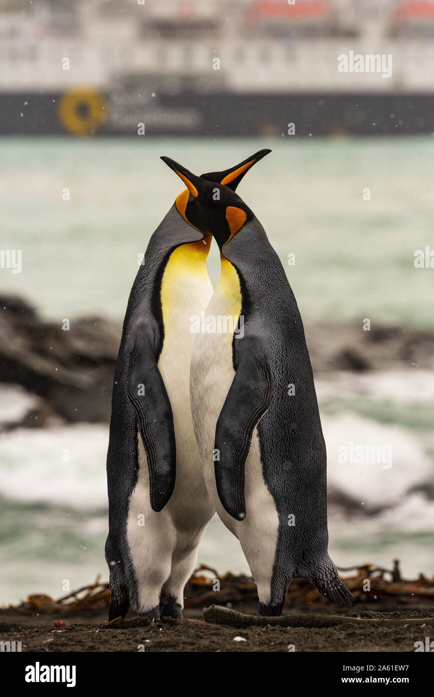 two king penguins stand in profile on the beach at gold harbour, south Georgia with cruise ship in background. Stock Photo