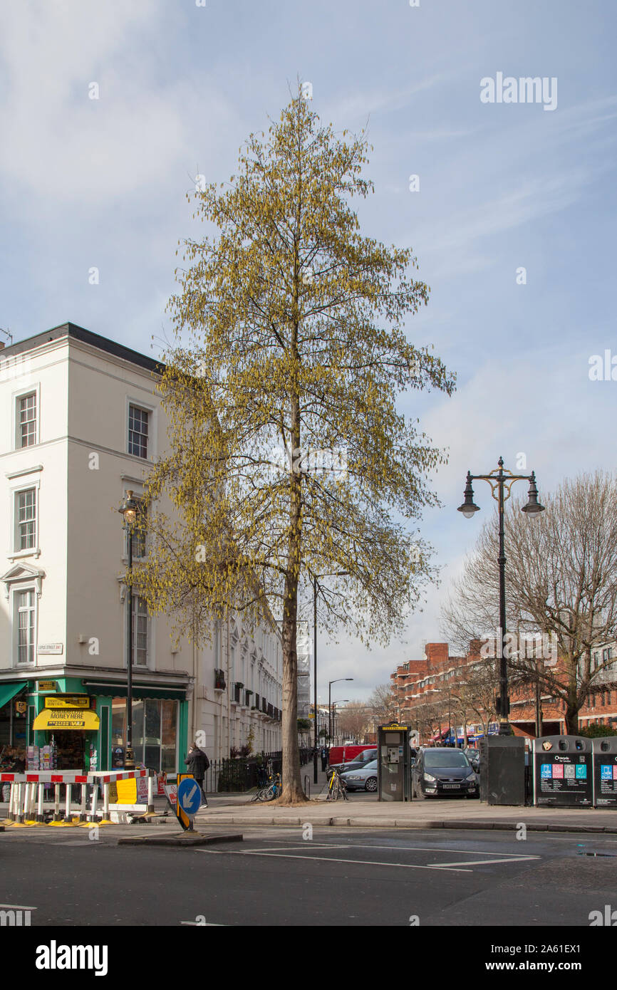 Abundant male catkins of an Italian Alder (Alnus cordata) street tree, Pimlico, London SW1 in February Stock Photo