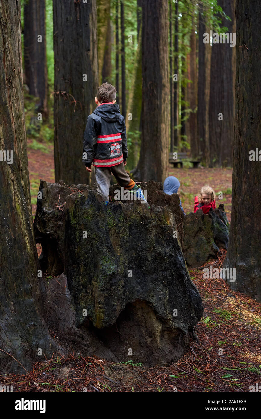 A boy with firefighter jacket stands on tree stump while two kids play among the redwoods at Riverfront Regional Park, Sonoma County, California. Stock Photo