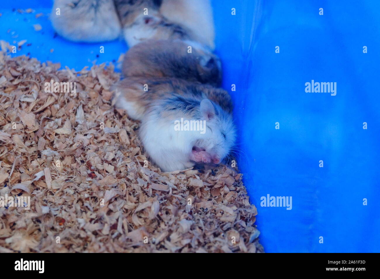 A litter of hamsters, sleeping or moving, so cute Stock Photo Alamy