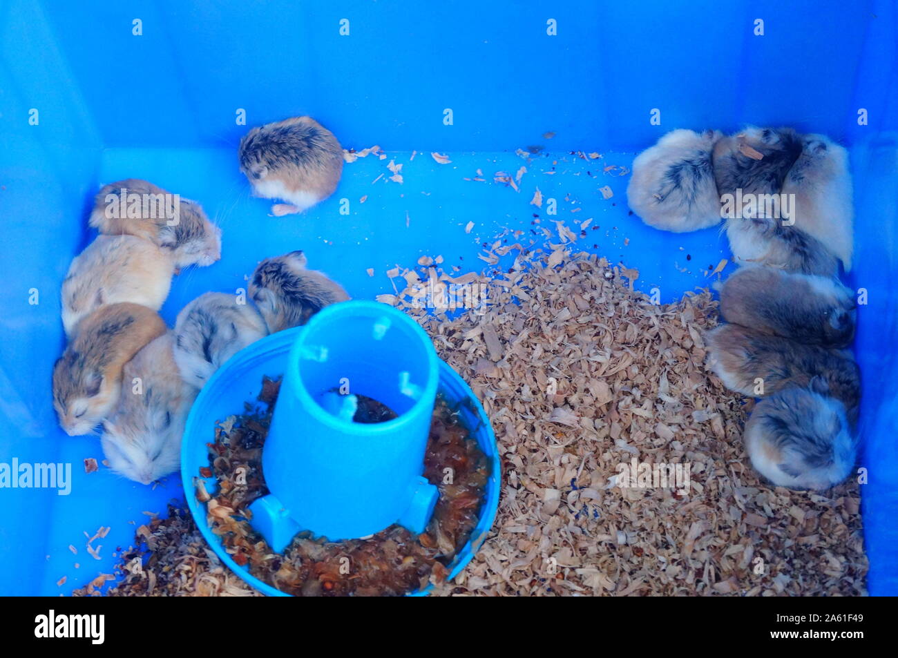A litter of hamsters, sleeping or moving, so cute Stock Photo Alamy