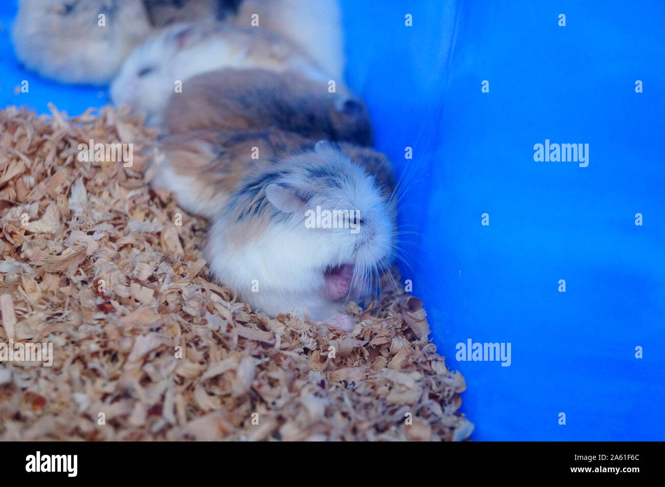 A litter of hamsters, sleeping or moving, so cute Stock Photo Alamy