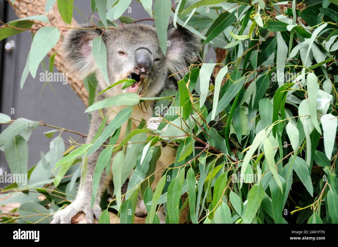 A hungry koala feeding on eucalyptus leaves (gum leaves) at Taronga Zoo in Sydney, Australia