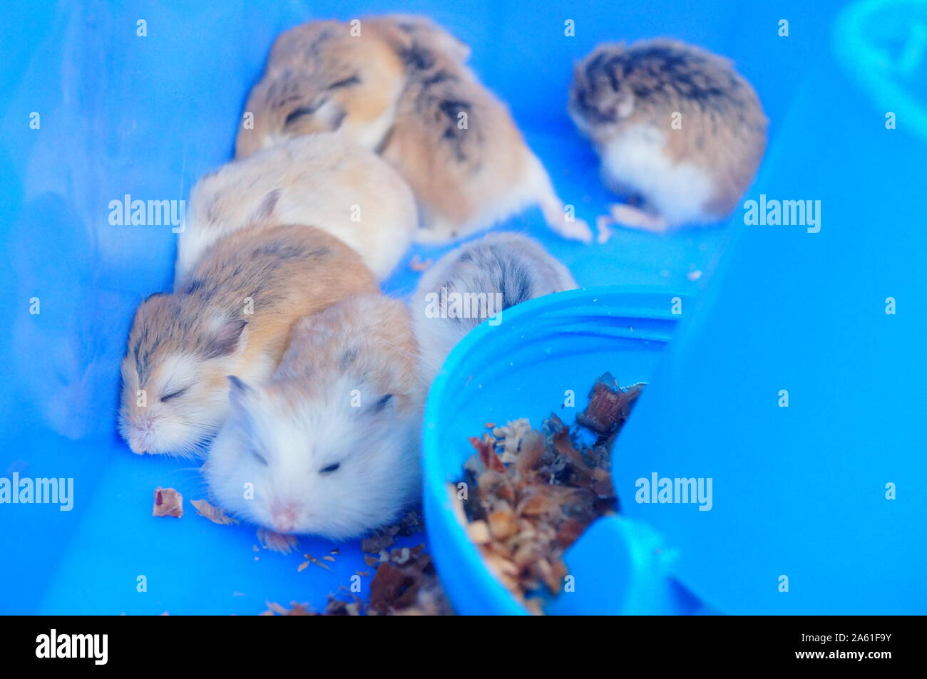 A litter of hamsters, sleeping or moving, so cute Stock Photo Alamy