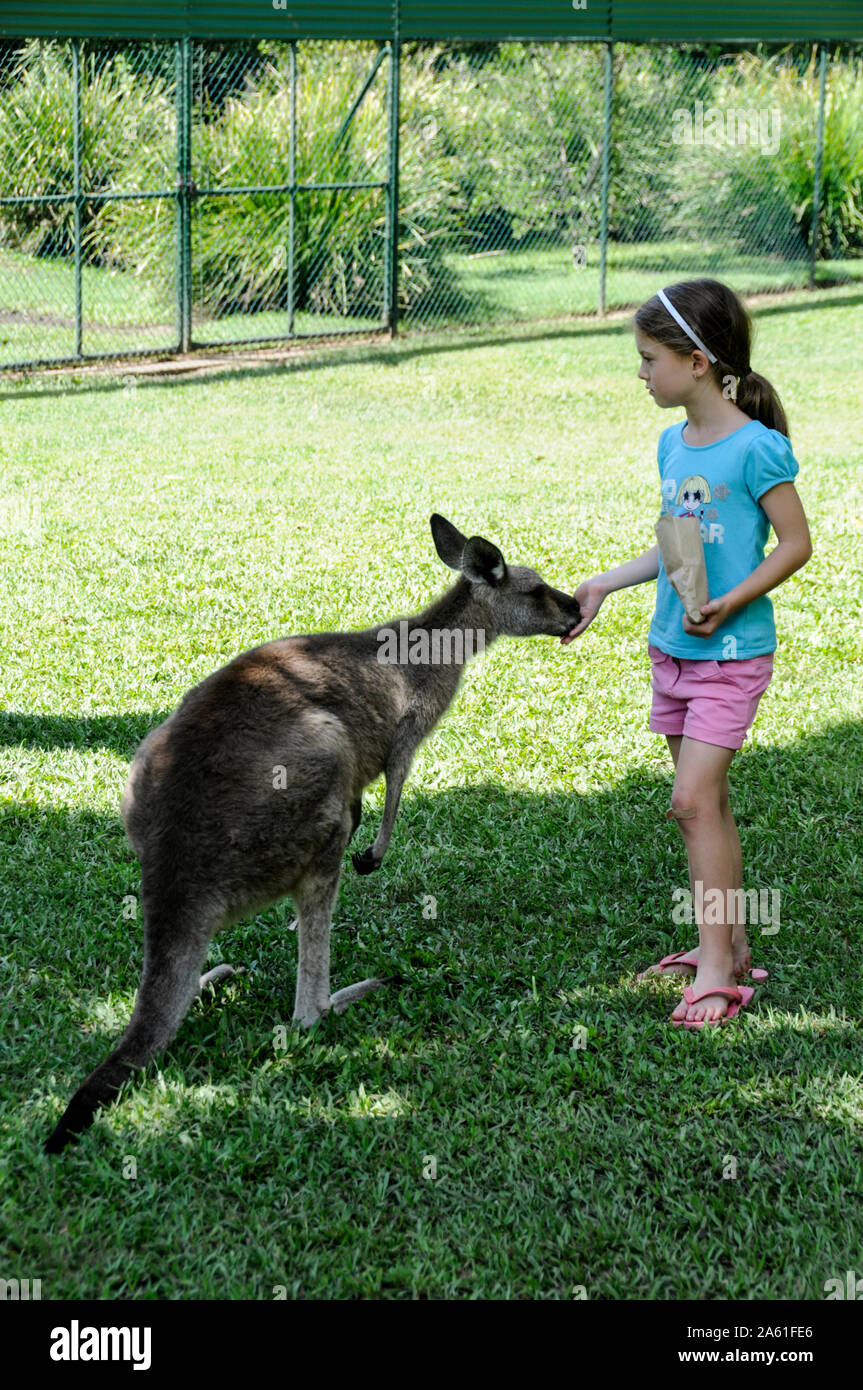 Adults and children visitors feeding grey kangaroos at the Australian