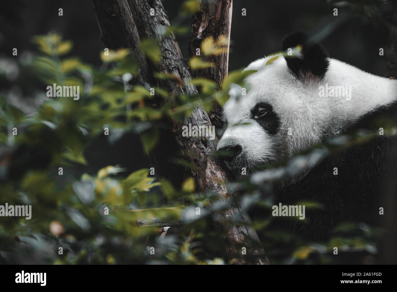 The portrait of the Giant panda. Big fat lazy Giant panda eats bamboo in the forest. Endangered wildlife. Stock Photo