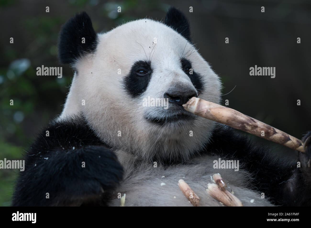 The portrait of the Giant panda. Big fat lazy Giant panda eats bamboo in the forest. Endangered wildlife. Stock Photo