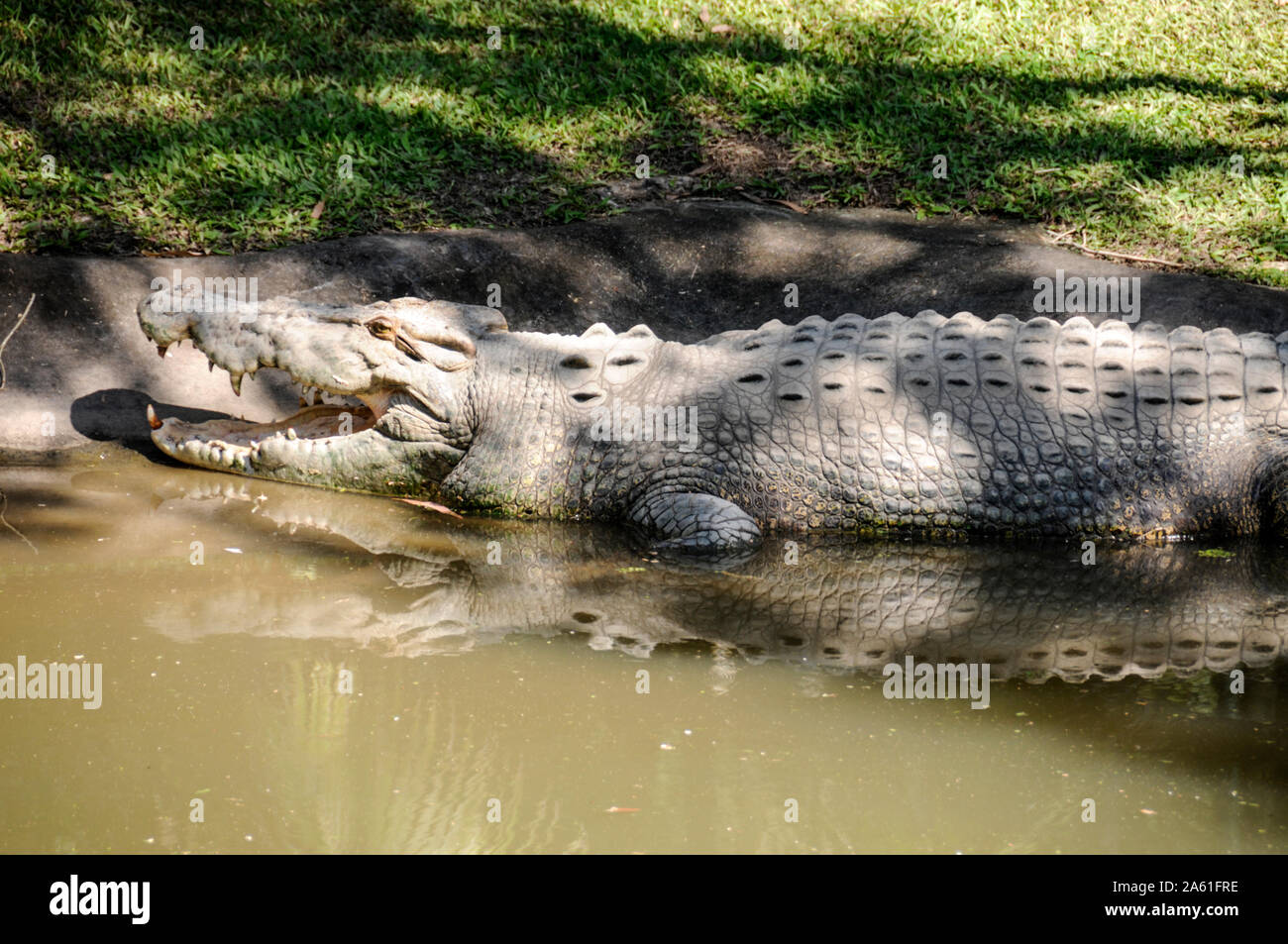 Some of the many crocodile in their enclosures at the Australian Zoo in