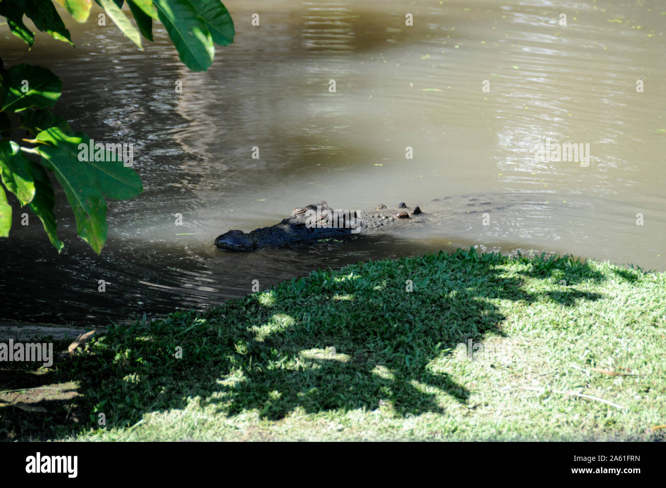 Some of the many crocodile in their enclosures at the Australian Zoo in