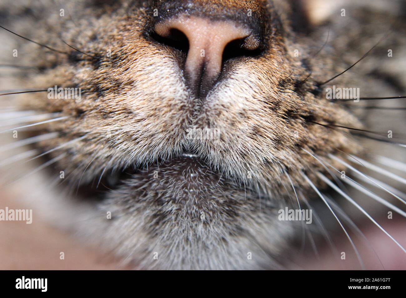 Close Up Of A Tabby Cat's Mouth Stock Photo - Alamy