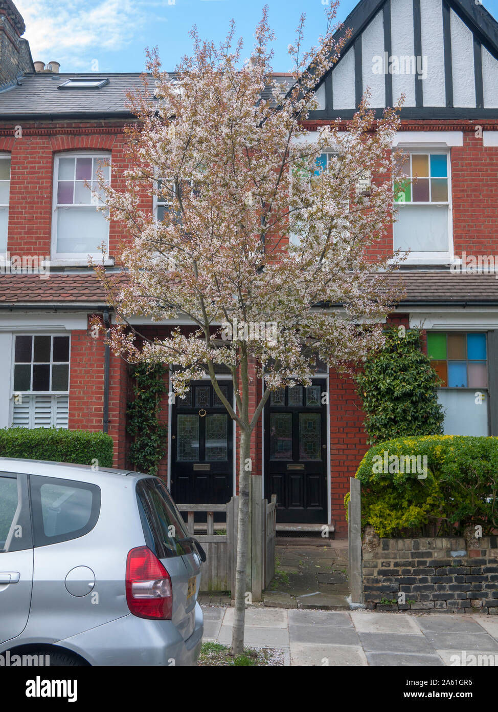 Flowering Juneberry or snowy mespil (Amelanchier) street tree in London