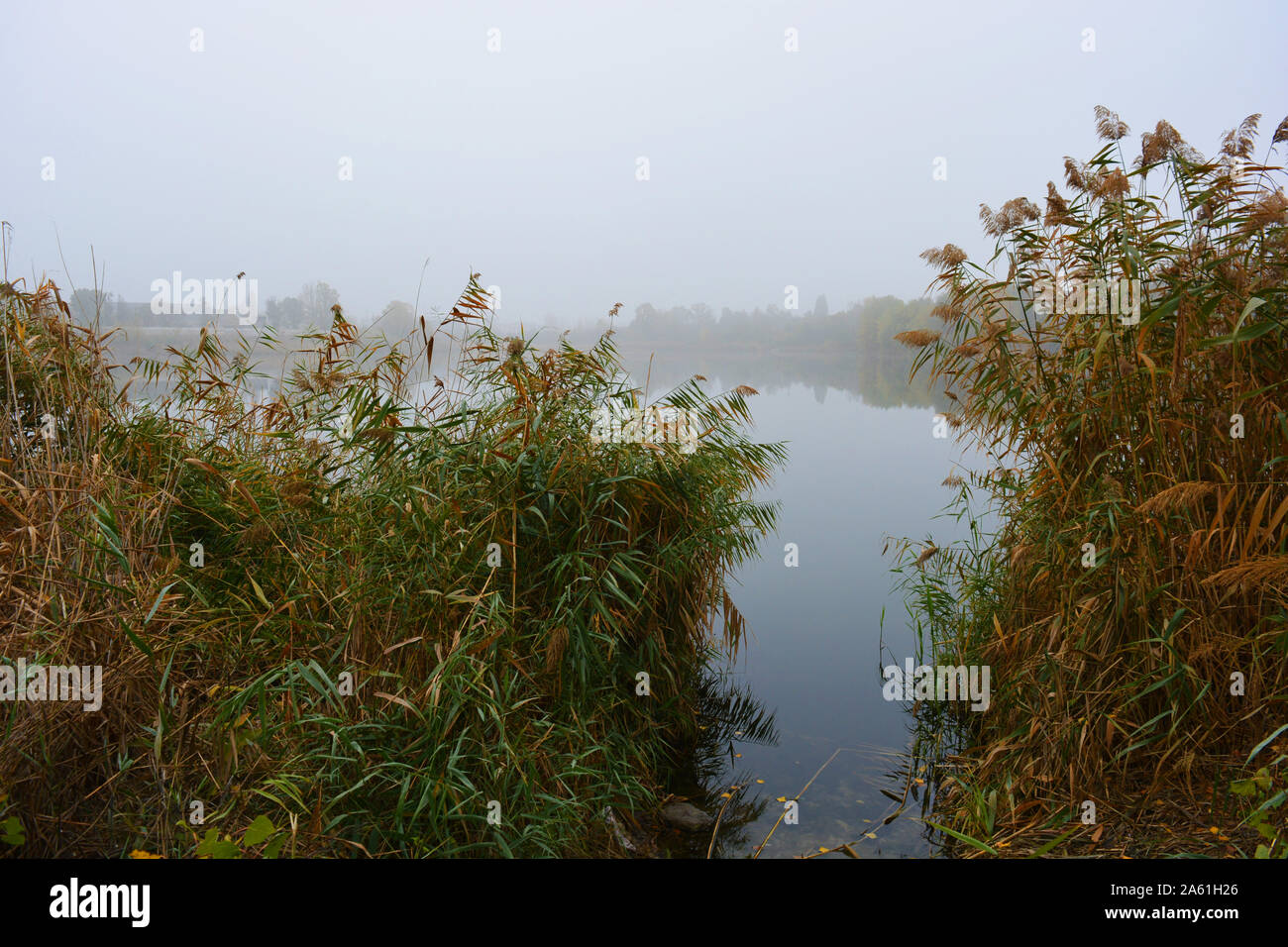 Tall grass around pond hi-res stock photography and images - Alamy