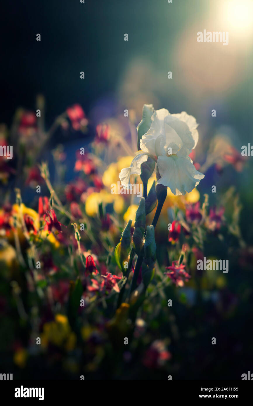 A spring garden in the evening sunlight with a white iris and yellow iris and Columbine in the background Stock Photo