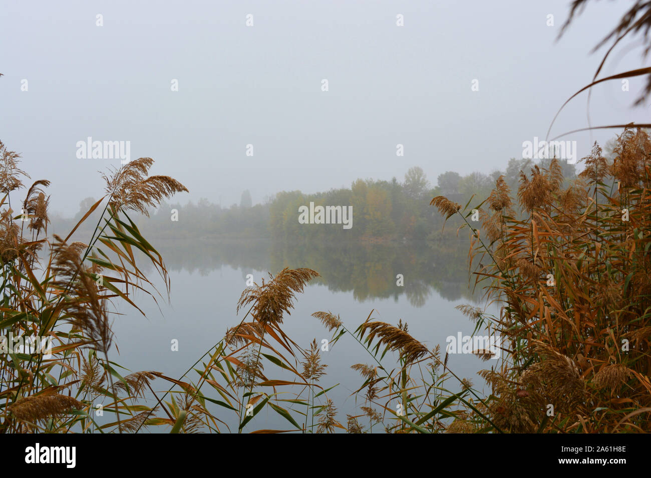 Tall grass around pond hi-res stock photography and images - Alamy