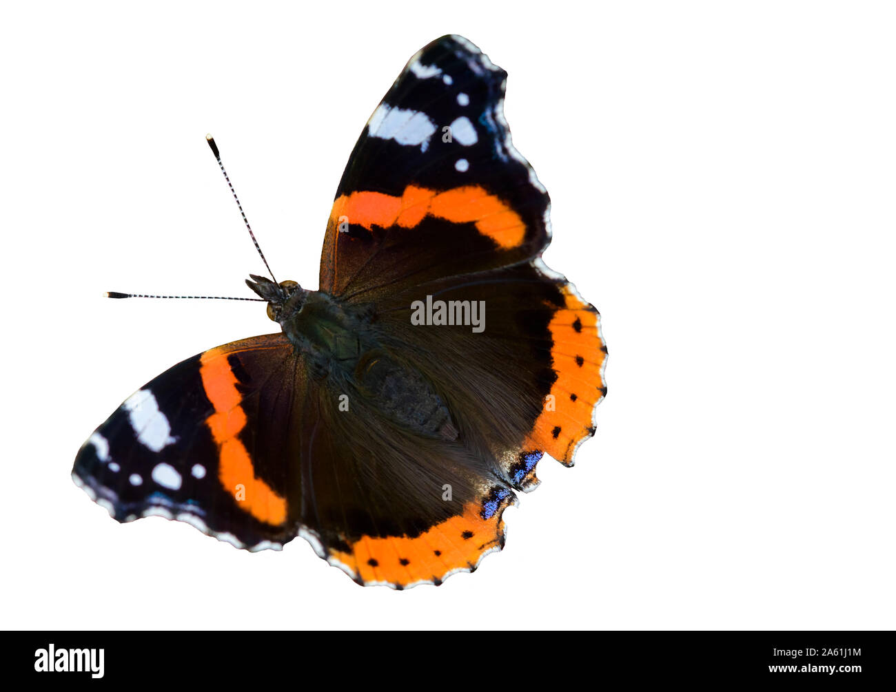 Cut out image of a Red admiral butterfly butterflies Vanessa atalanta Stock Photo