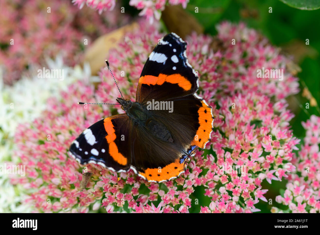 Red admiral butterfly butterflies Vanessa atalanta closeup close up on sedum ice plant Stock Photo