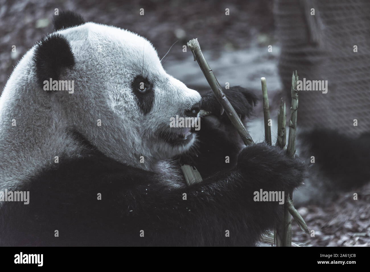 The portrait of the Giant panda. Big fat lazy Giant panda eats bamboo in the forest. Endangered wildlife. Stock Photo