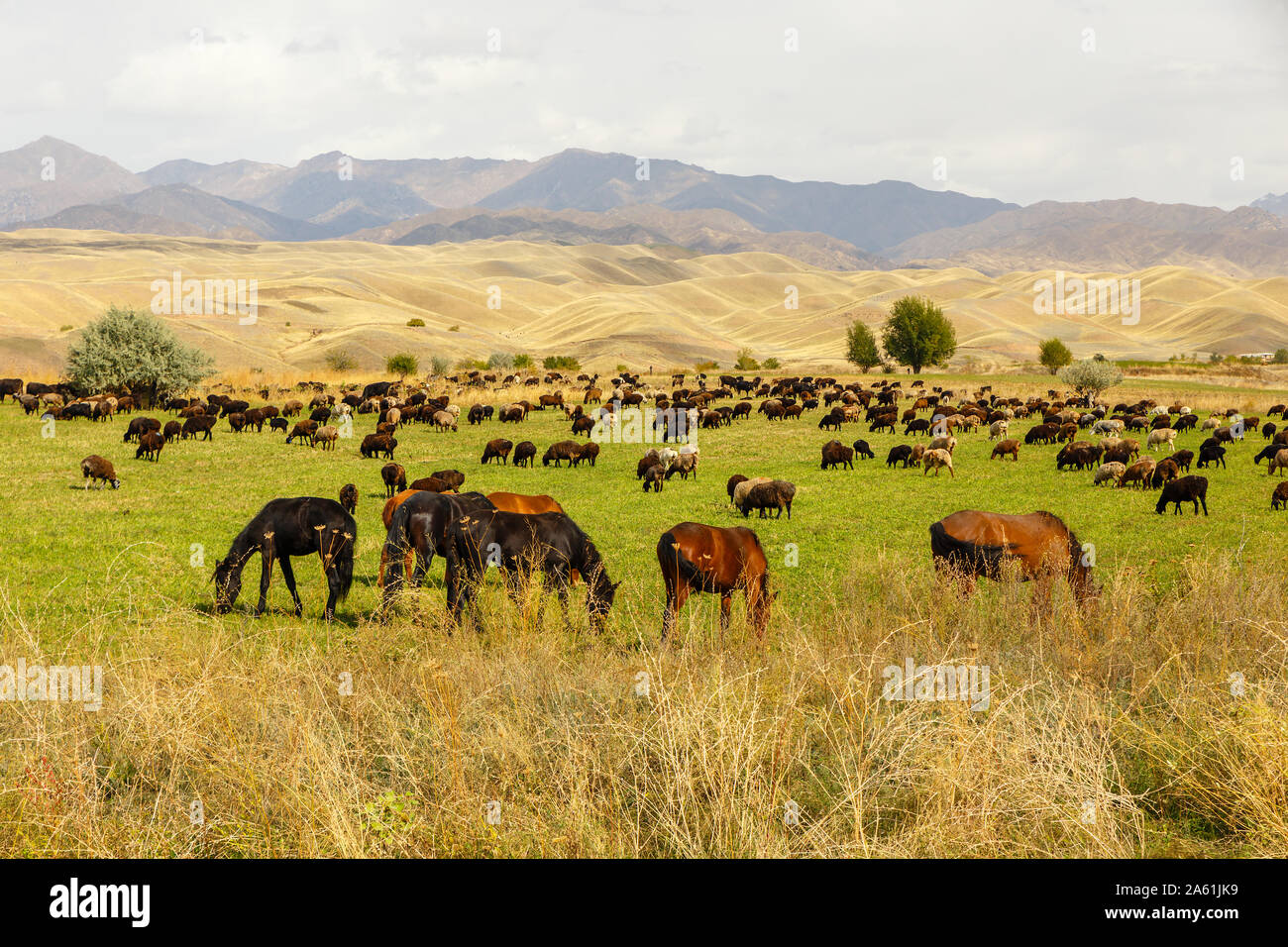 pasture in the mountains, horses and sheep graze in a green meadow on a ...
