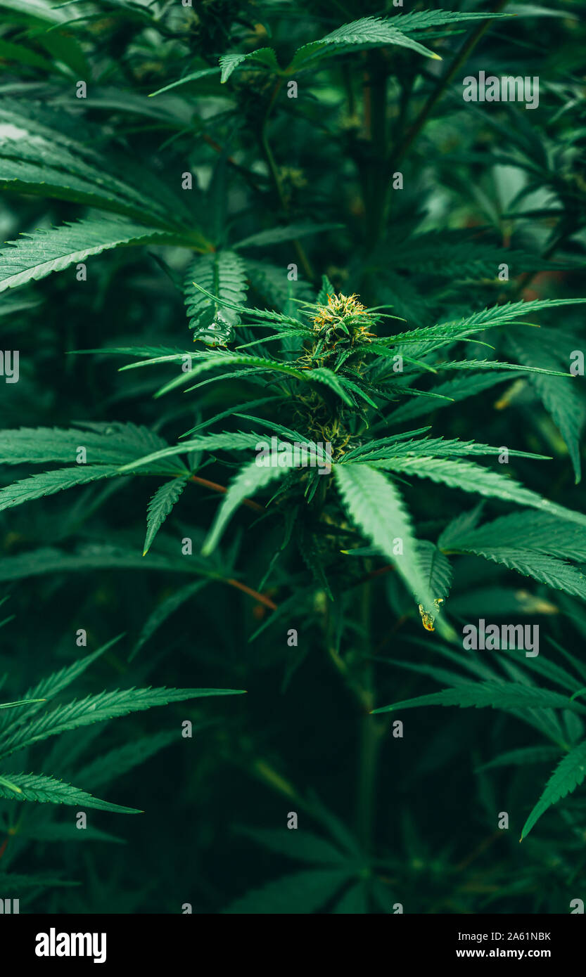 Fruity kush cannabis strain , close-up on blooming bud Stock Photo