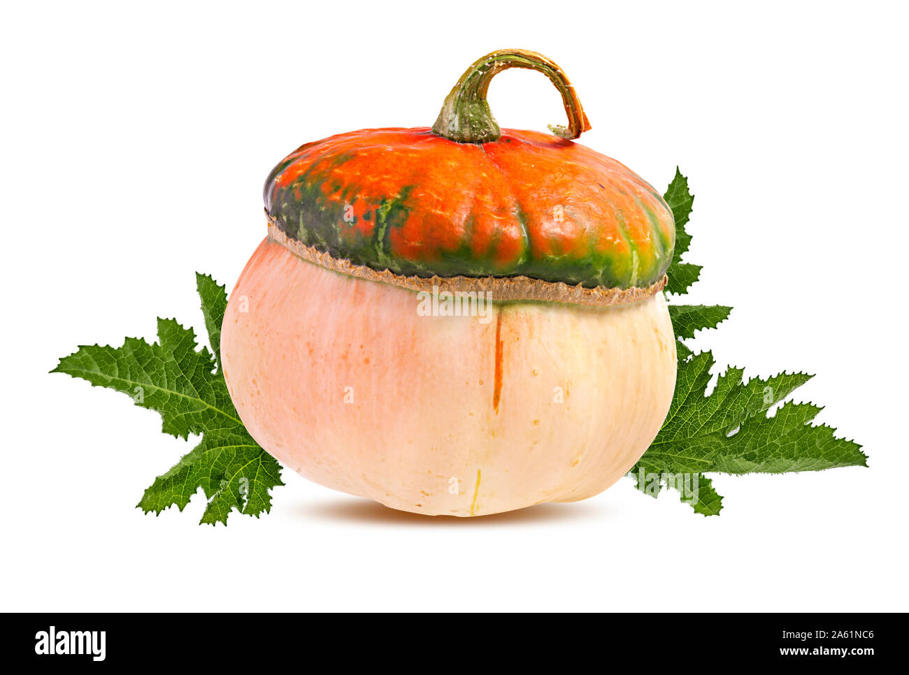 Pumpkins isolated on white background Stock Photo - Alamy