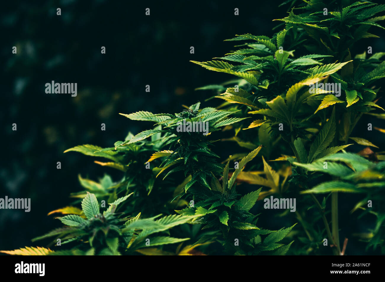Gorilla glue cannabis strain blooms on dark natural background Stock Photo