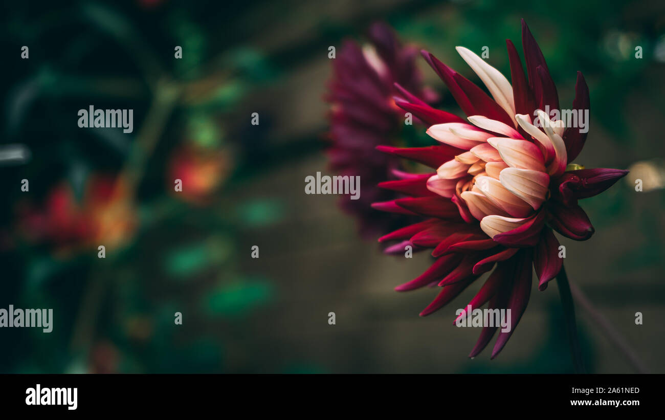 White and purple dahlia flower hi-res stock photography and images - Alamy