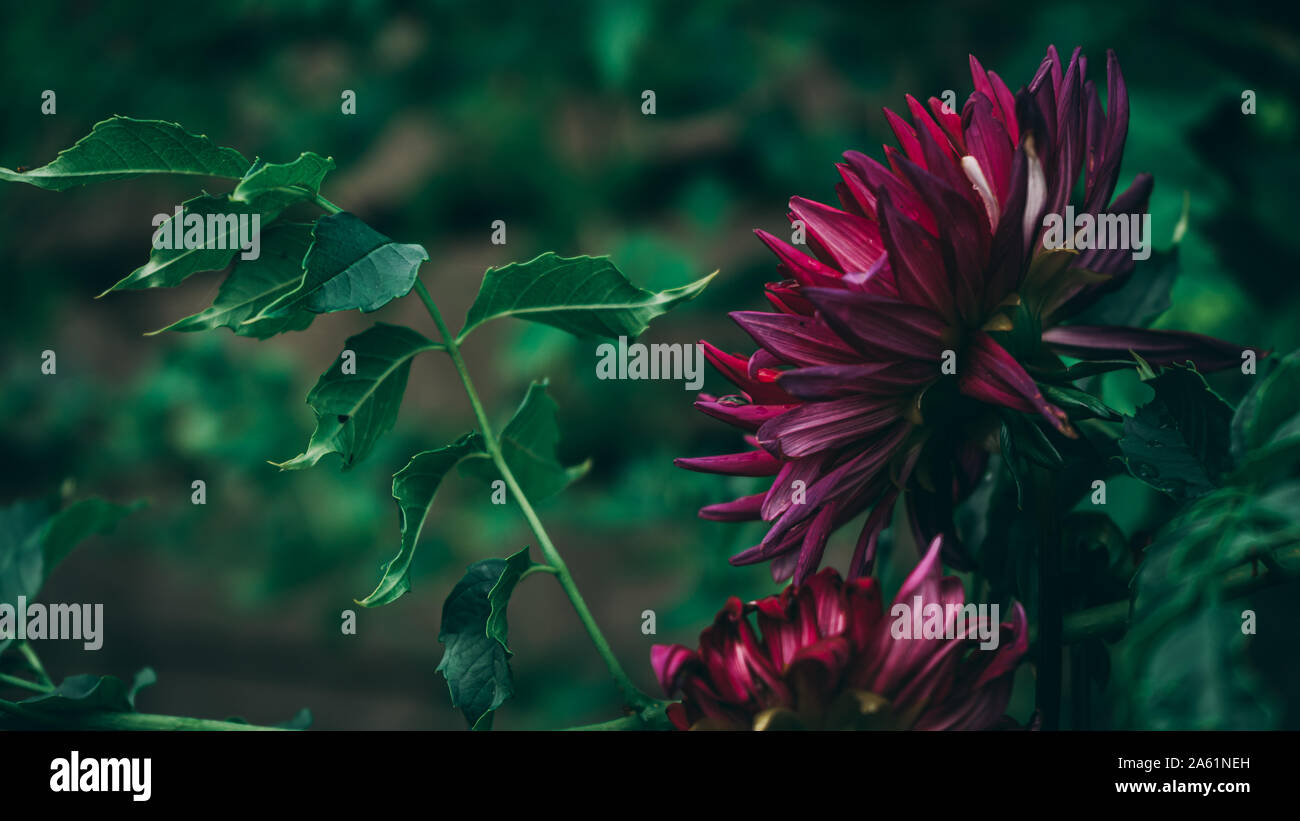 Purple autumn dahlias hi-res stock photography and images - Alamy