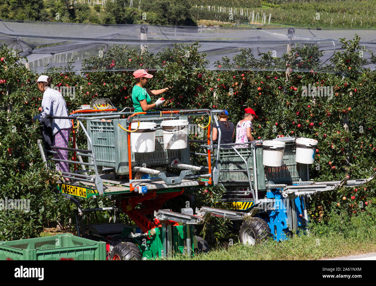 Apple pickers Stock Photo