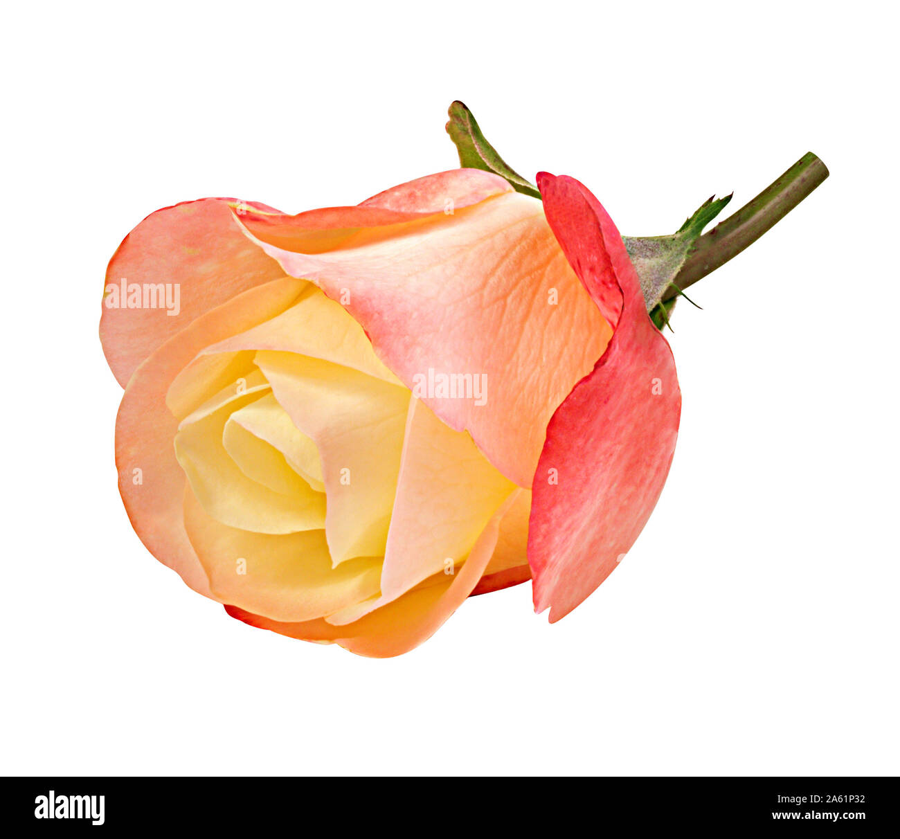 rose isolated on white background Stock Photo - Alamy