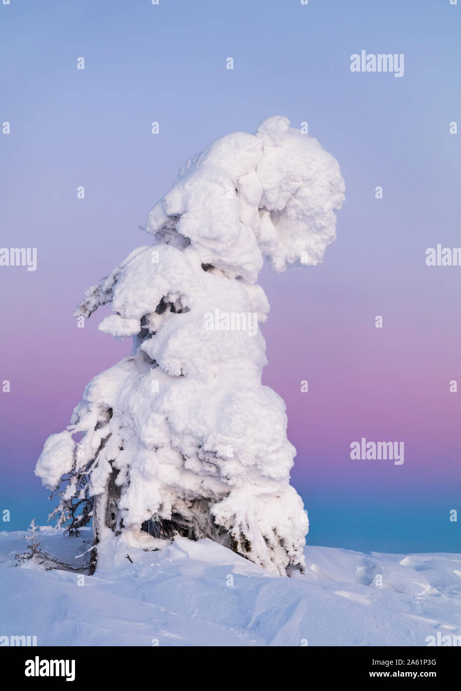 Snowy trees in Pallas-Yllästunturi National Park Stock Photo