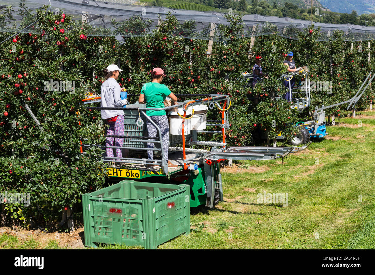 Apple pickers Stock Photo