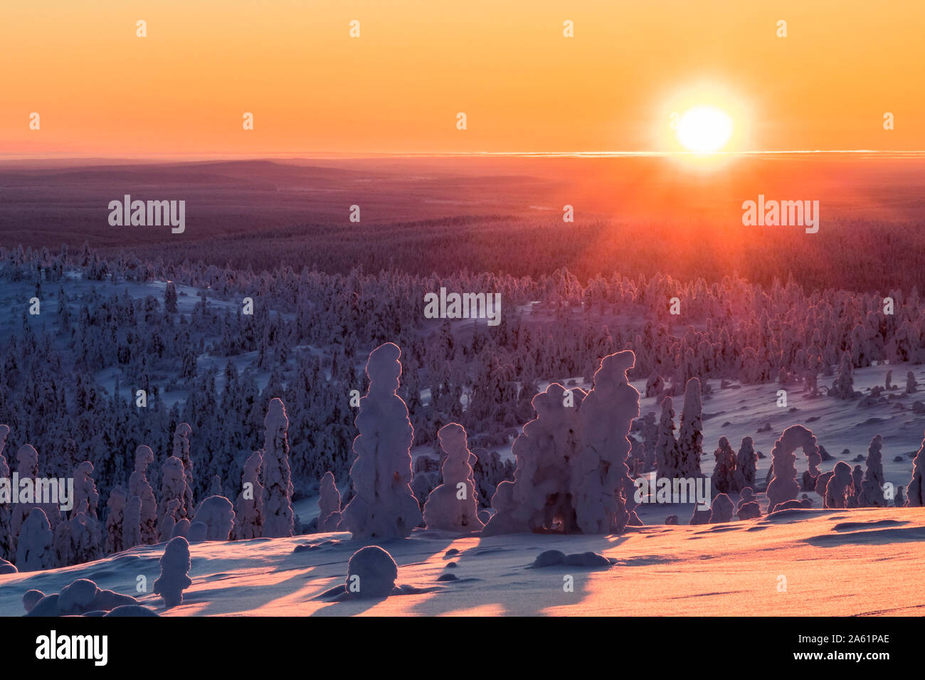 Snowy trees in Pallas-Yllästunturi National Park Stock Photo