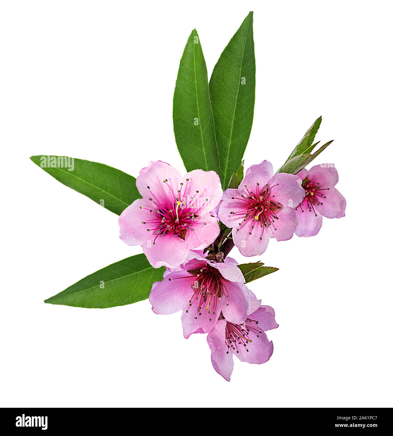 peach flowers isolated on white Stock Photo Alamy