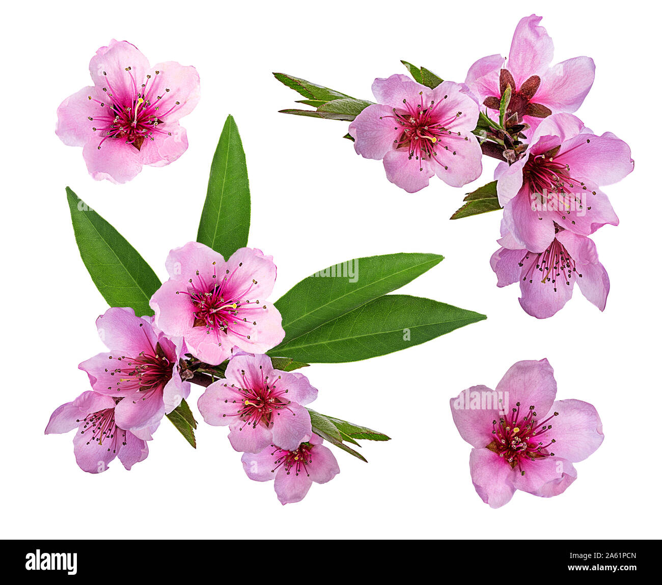 peach flowers isolated on white Stock Photo Alamy
