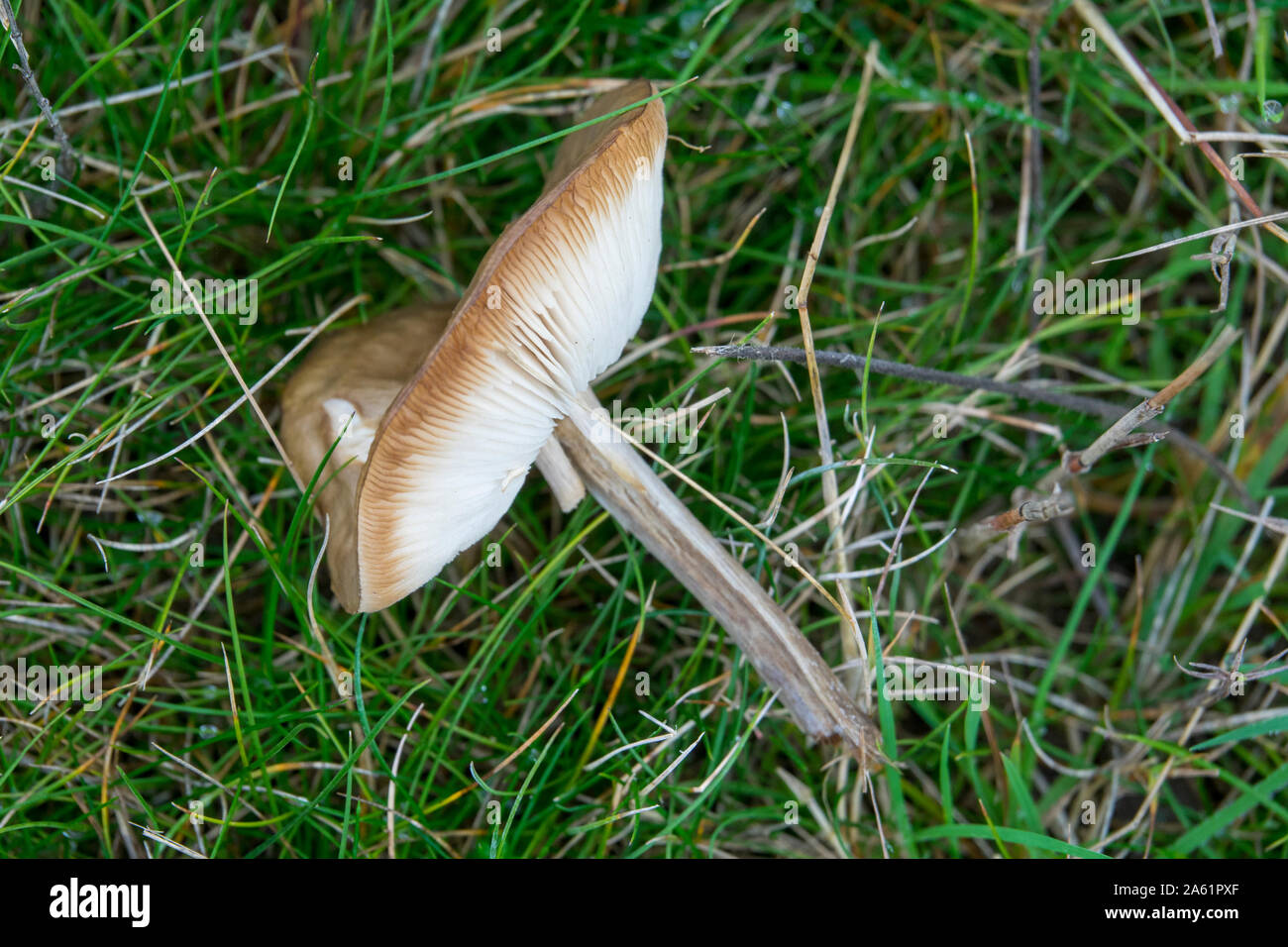 Mushroom head on grass Stock Photo Alamy