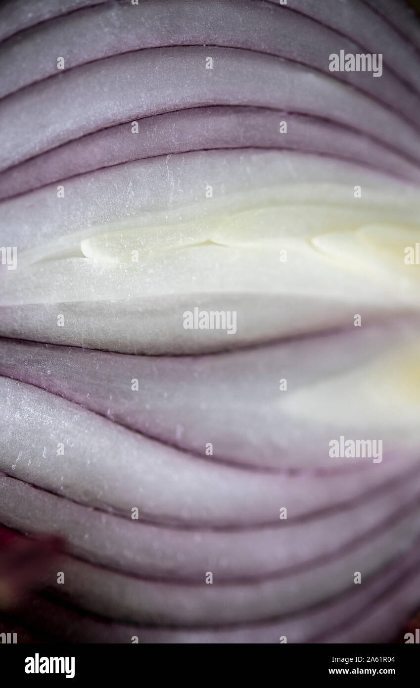 Close-up of a red onion after it has been cut in half Stock Photo - Alamy