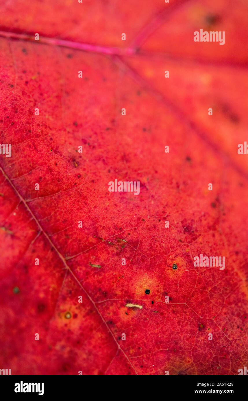 Detail of a red leaf in autumn Stock Photo