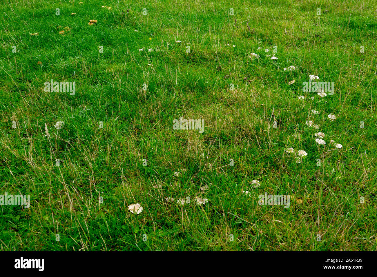 Fairy ring fungus Stock Photo Alamy