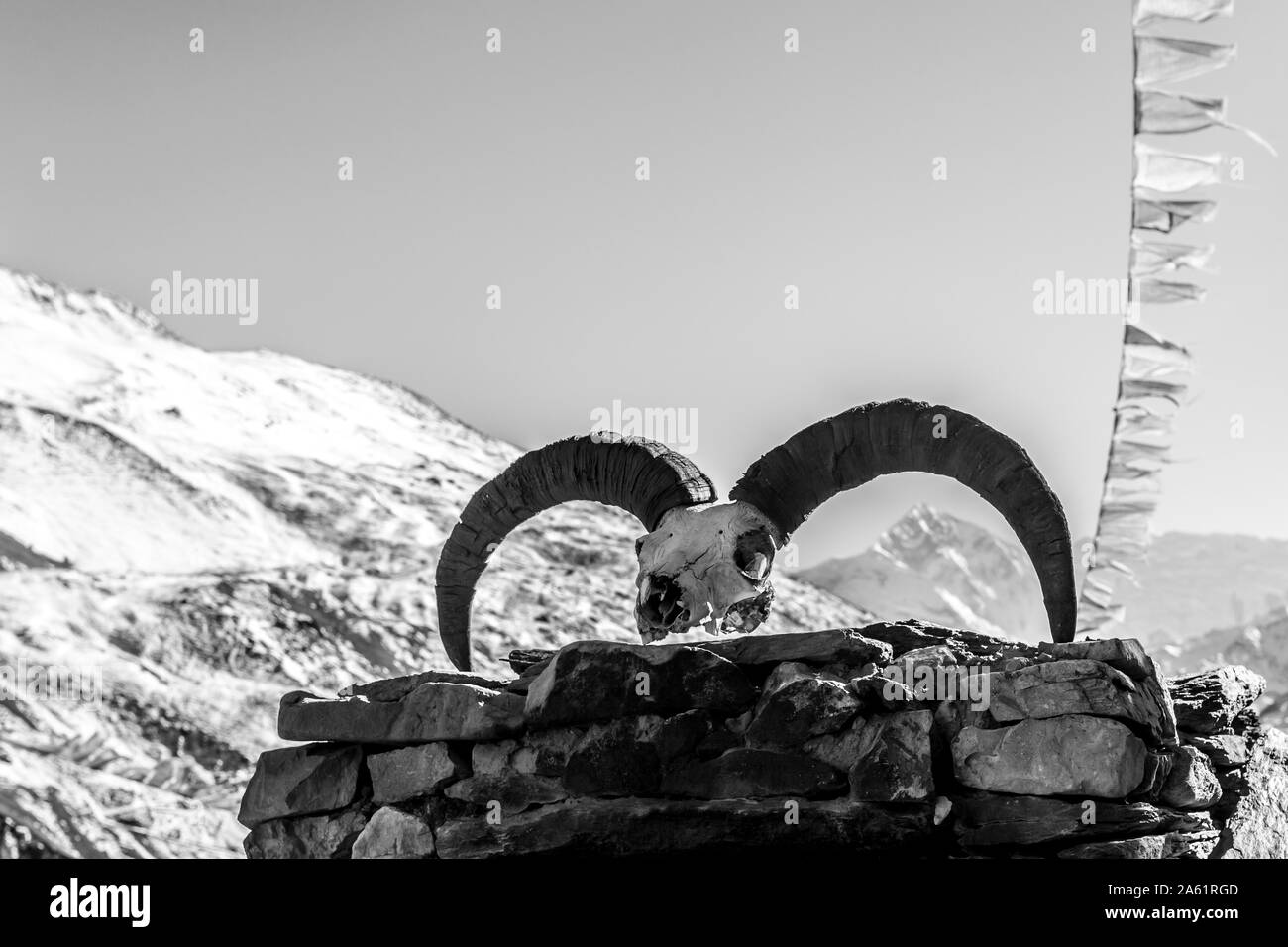 Skull of an animal and prayer buddhist flags fluttering in the wind, Nepal, Himalaya. Black and white mountain background. Stock Photo